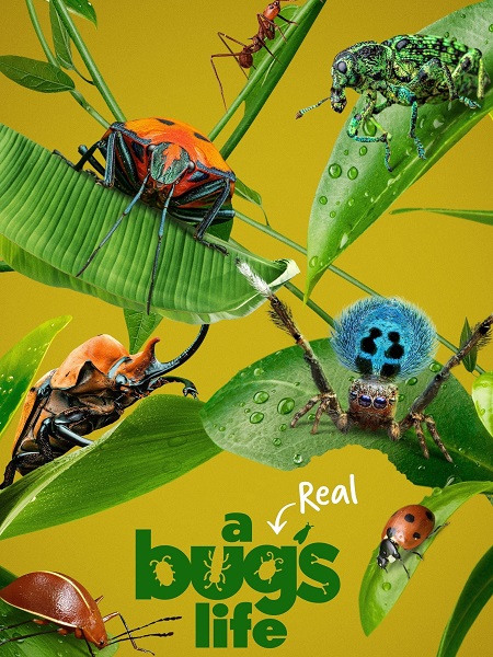 مشاهدة مسلسل A Real Bug’s Life الموسم الاول الحلقة 3 مترجمة
